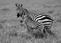 43 - Zebra met jong - DE BRUYN EDWARD - belgium